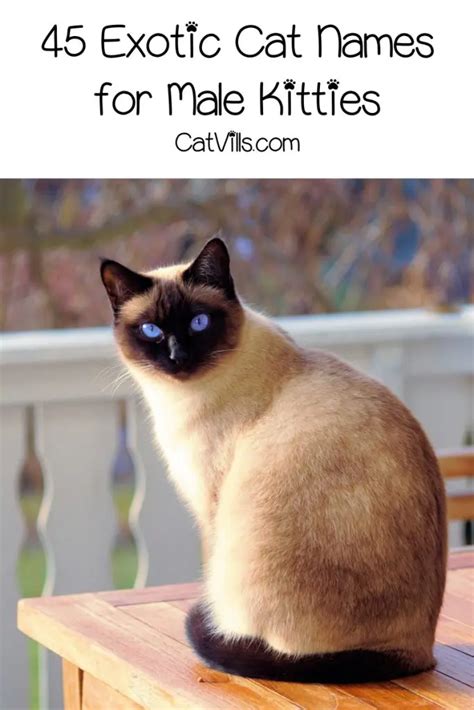 exotic cat names boy|exotic cat names for boys.